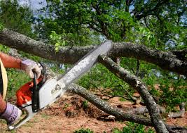 Best Tree Maintenance Programs  in Avila Beach, CA